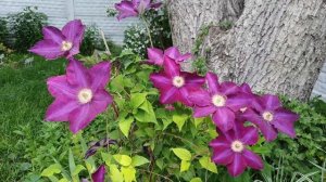 КЛЕМАТИС МАЗОВШЕ (MAZOWSZE) у меня в саду