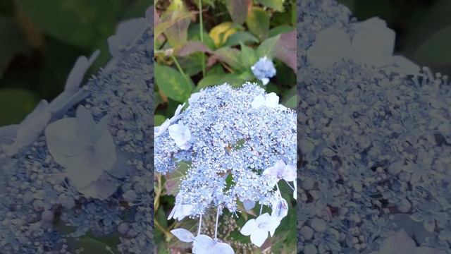 French hydrangea,  Tea of heaven, Blue♧수국