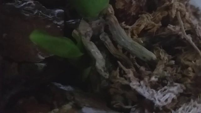 Орхидея Балм 2. смотреть онлайн