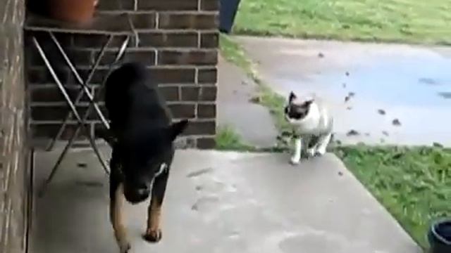 Зомбированная кошка смотреть онлайн