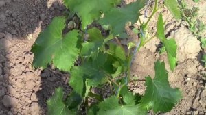 Уход за виноградным кустом в год посадки