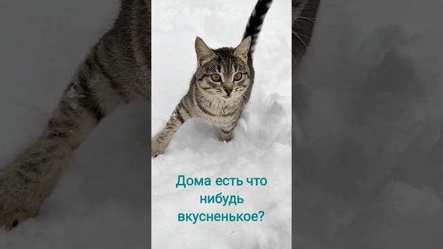 Кошка мышеловка удивлена от такого количества снега)