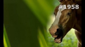 #1958. Лошади (В мире животных)