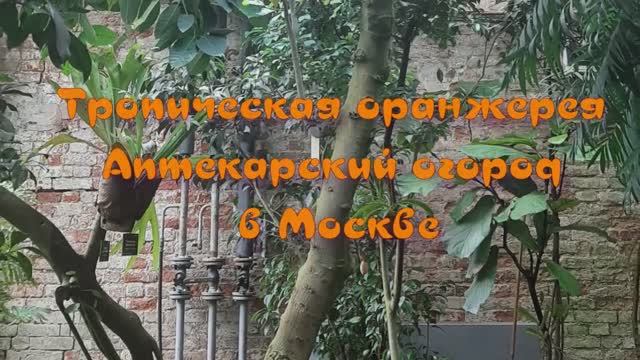 ТРОПИЧЕСКАЯ ОРАНЖЕРЕЯ АПТЕКАРСКИЙ ОГОРОД в МОСКВЕ