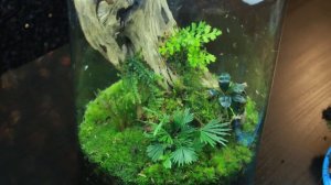 Rare Moss Terrarium Build - Relaxing ASMR |  How To Make A Terrarium | Electra Snow