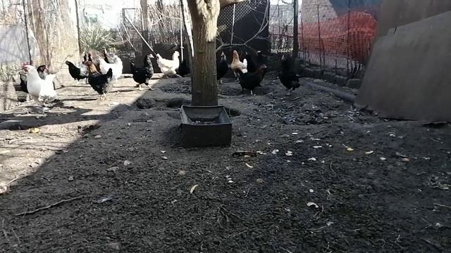 document_5460670421416289356