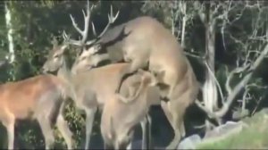 Животные развлекаются! УМОРА!