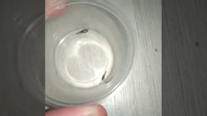 Обыкновенная чешуйница паразит или интересный домашний питомиц