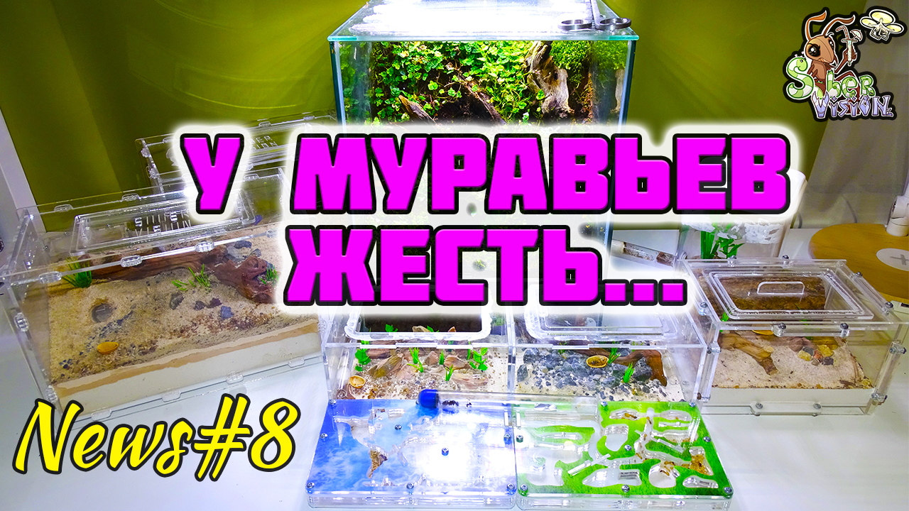 Все мои муравьи в одном видео ● Новые проблемы ● Муравьиные новости смотреть онлайн