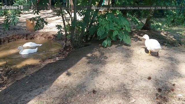 2#002 - сидераты, птички и разбитые яйца смотреть онлайн