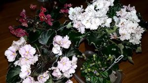 Как заработать на фиалках, или бизнес на фиалках