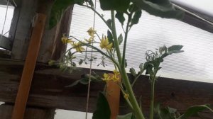 Что выросло из семян гибрида Ф1