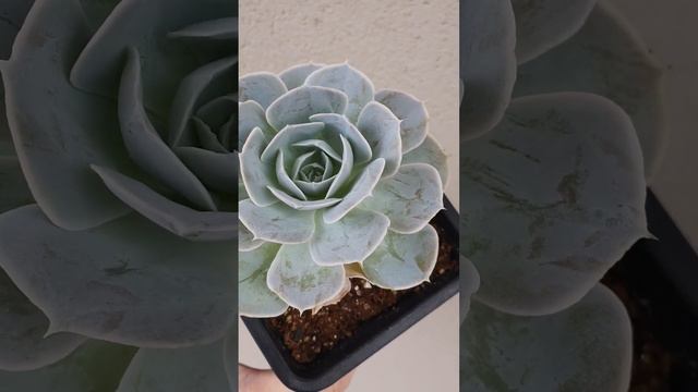 Echeveria Runyonii San Carlos