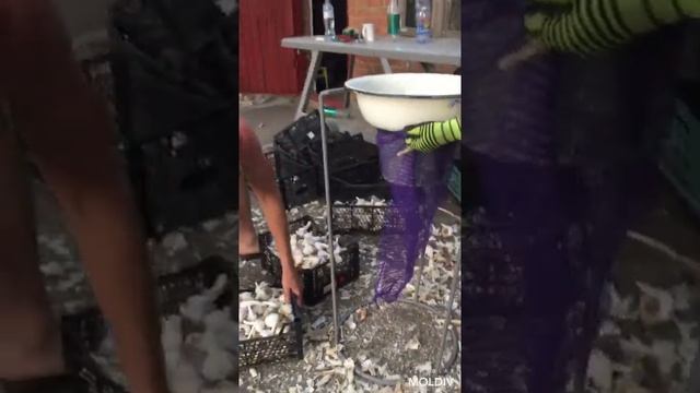 БЫСТРАЯ ЗАГРУЗКА ЧЕСНОКА В СЕТКУ смотреть онлайн