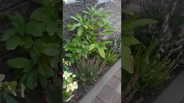 Растения любящие кислый грунт