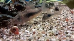Коридорас Бронзовый сомик / Corydoras Bronze