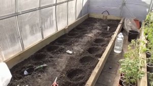 Томаты для получения раннего урожая высадила в теплицу. Обзор погоды и теплицы с томатами 5 апреля.