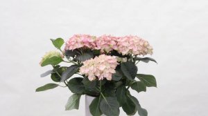 Kolster BV & Horteve Breeding Magical Hydrangea varieties 2020 #024