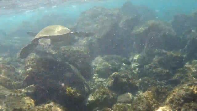 Kapalua Bay Snorkeling смотреть онлайн