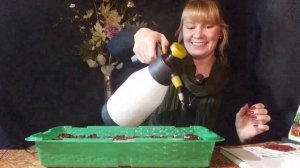 Выращивание земляники в торфяных таблетках - пошагово.