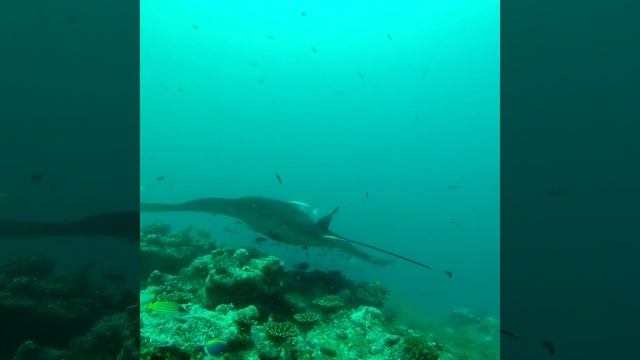 Maldives AA, Bodufolhudhoo snorkeling and diving trip смотреть онлайн