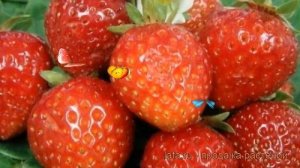 Земляника садовая Тенира (fragaria ananassa) ? Тенира обзор: как сажать, рассада земляники Тенира