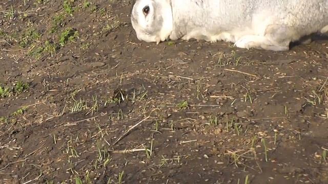 Крол породы Советская шиншилла - Василий Иванович) смотреть онлайн