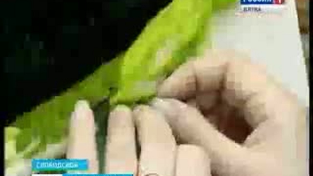 Картины из меха(www.gtrk-vyatka.ru)