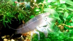 Креветка фильтратор (габонский)