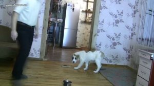 [Занятие 3] Как научить щенка алабая по команде отдавать лакомство