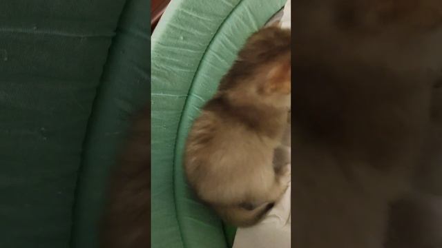 Клубные малыши ищут любящих родителей. Котята Британская золотая шиншилла. Бронь!