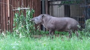 Тапир Сью в Московском зоопарке