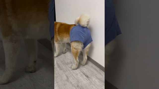 Живодеры😡 #dogs #акита #видеосживотными #акитаину #dog #виделиливидео #хатико #puppy