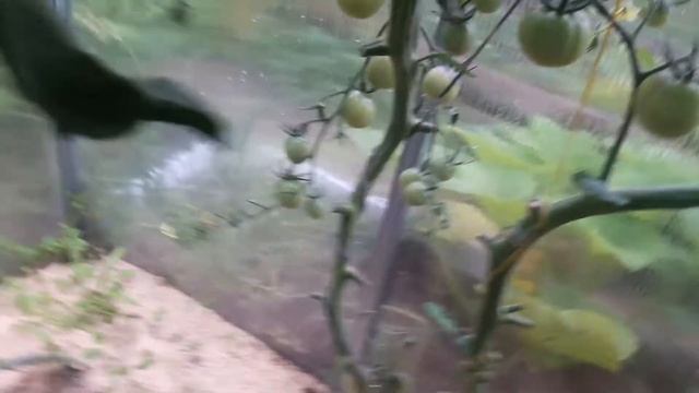 Как увеличить урожайность томатов в период созревания. смотреть онлайн