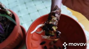 Рео - цветок с необычной окраской, для дома.