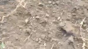 Скоростной дисковый лущильник на подпружиненной стойке с диском 510мм "ЛДС-800" видео 2