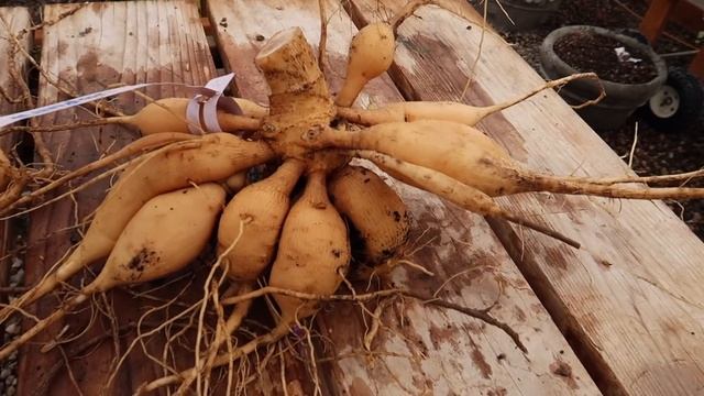 How I’m Digging & Storing Our Dahlias! ????// Garden Answer смотреть онлайн