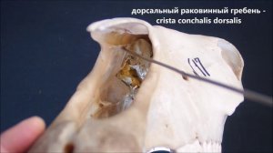 носовая кость домашних животных