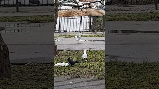 Калининград.  Чайки в городе