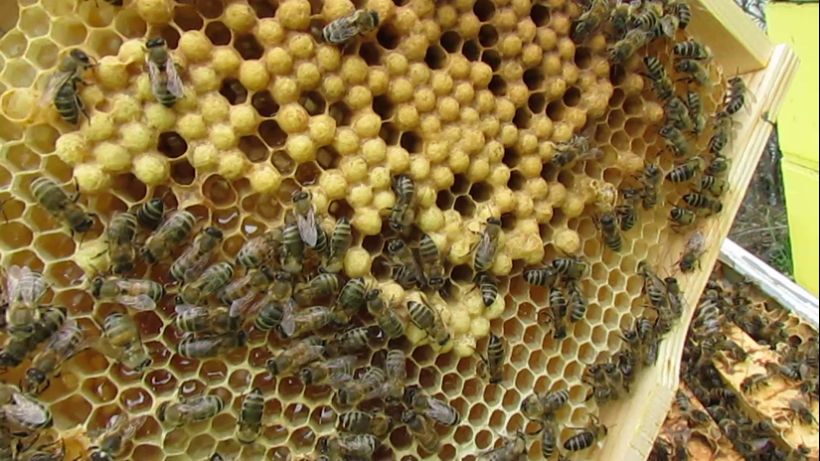 ошибки пчеловода в апреле, которые могут спровоцировать болезни пчел и плохое развитие - часть 5