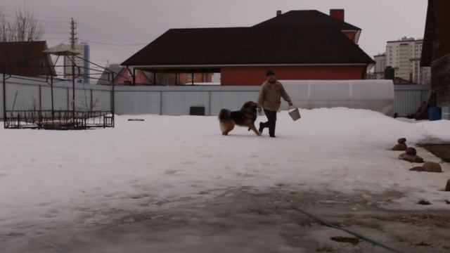 Знакомьтесь, Вольт! Тувинец=) смотреть онлайн