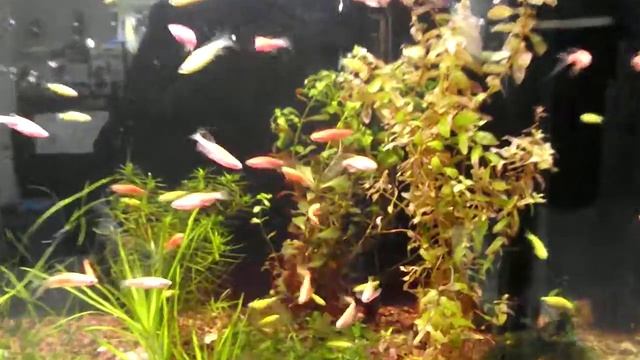 Светящиеся аквариумные рыбки - GloFish Данио Гло Фиш розовый и зеленый