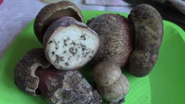Что за грибы? Поганки? Отравимся? Unknown Mushrooms. Toadstools? Poison? [ Микки Сладкоежка ] смотреть онлайн