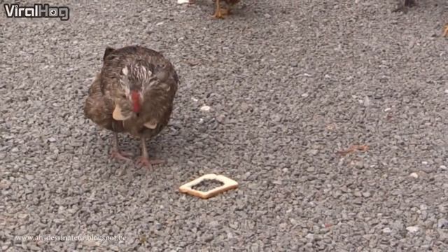 глупая курица смотреть онлайн