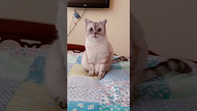 Почему шотландец самая злобная порода.