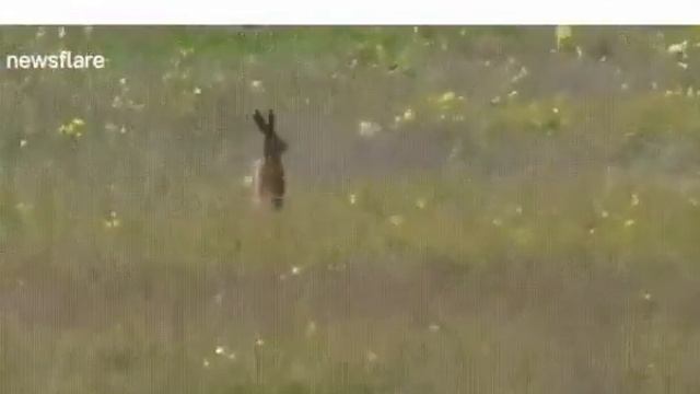 Храбрый заяц смотреть онлайн