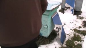 ЗИМОВКА ПЧЁЛ
