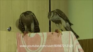 Содержание в доме #Ястреб #ПЕРЕПЕЛЯТНИК ???#Sparrow #hawk in the house # крутаятусовка ???