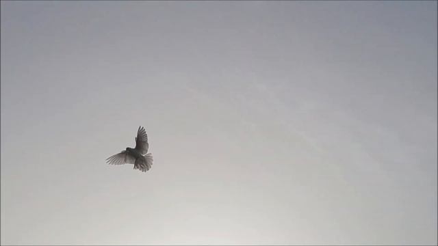 Сельские голуби. 26 04 2022 года.Владимир Левшаков, гуляют голуби. смотреть онлайн