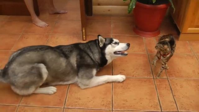 КЛАСС!!! Хаски пытается погладить кошку смотреть онлайн
